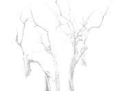 antas/2005/TreeStructure_close-up