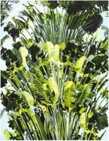 piilola/piilola_viuhka